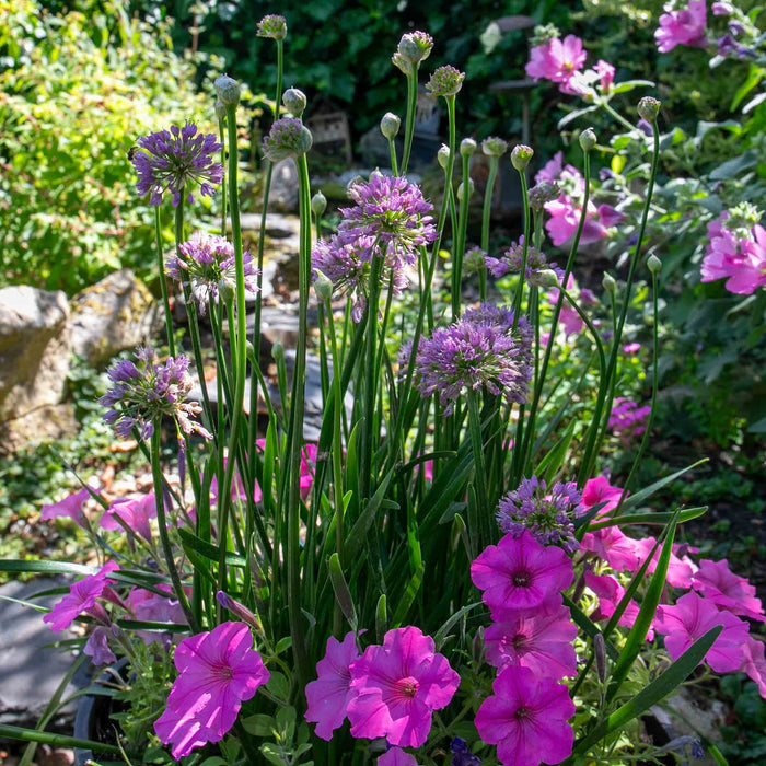 Allium 'Millennium'