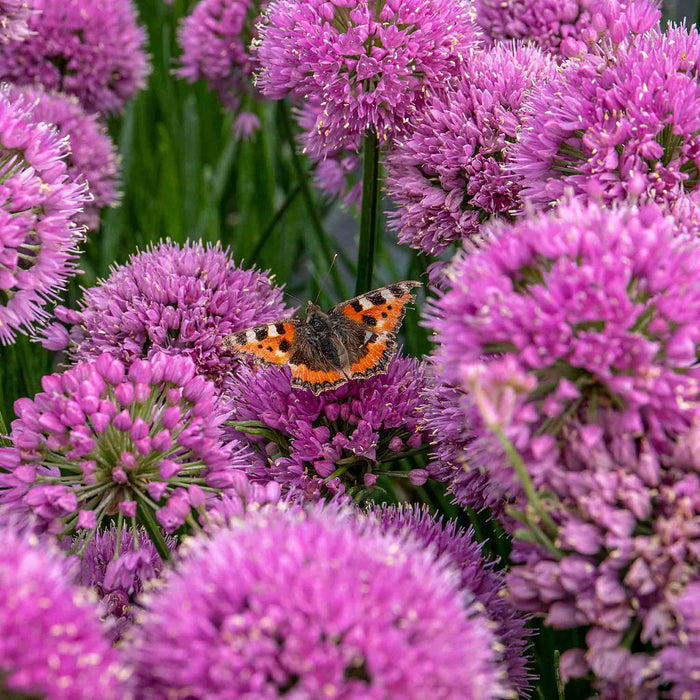 Allium 'Millennium'