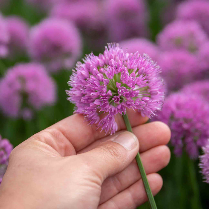 Allium 'Millennium'