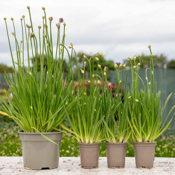 Allium 'Millennium'