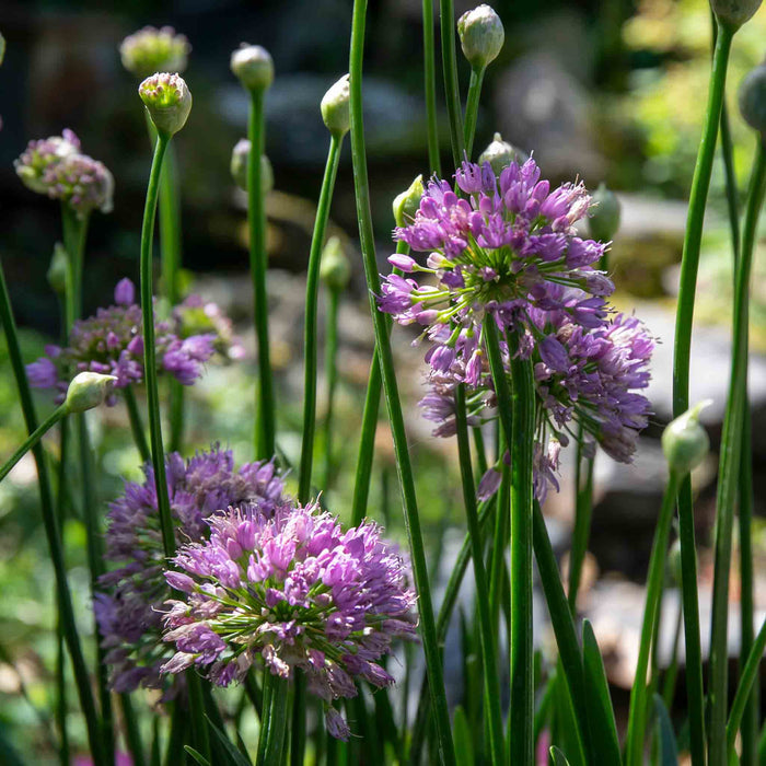 Allium 'Millennium'