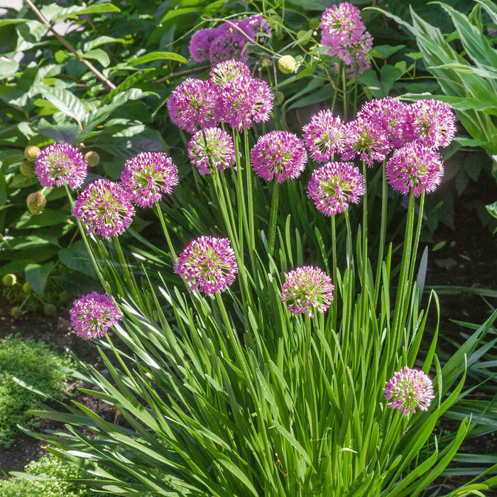 Allium 'Millennium'