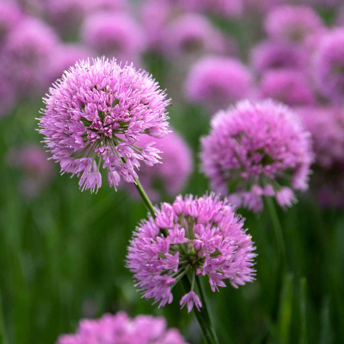 Allium 'Millennium'