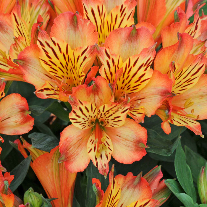 Alstroemeria 'Inticancha Bryce'