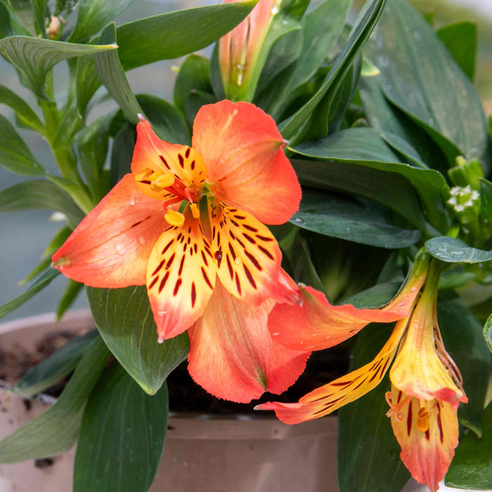 Alstroemeria 'Inticancha Bryce'