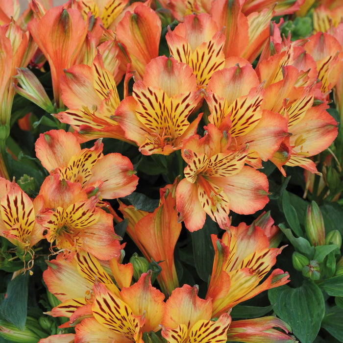Alstroemeria 'Inticancha Bryce'