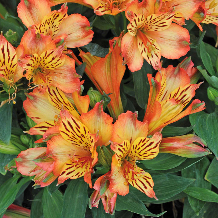 Alstroemeria 'Inticancha Bryce'