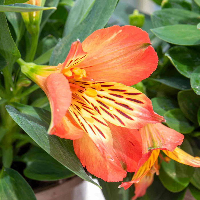 Alstroemeria 'Inticancha Bryce'