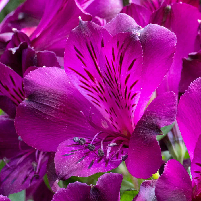 Alstroemeria 'Inticancha Paraiso'