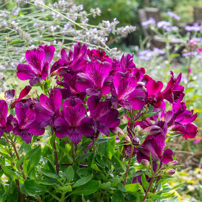 Alstroemeria 'Inticancha Paraiso'