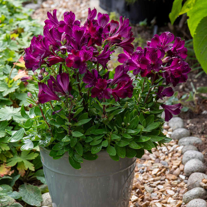 Alstroemeria 'Inticancha Paraiso'