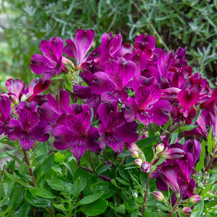 Alstroemeria 'Inticancha Paraiso'