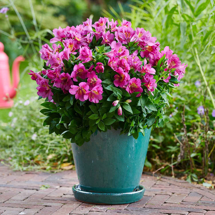 Alstroemeria 'Inticancha Sunstar'