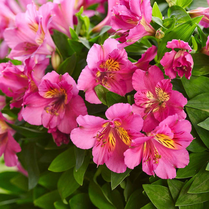 Alstroemeria 'Inticancha Sunstar'