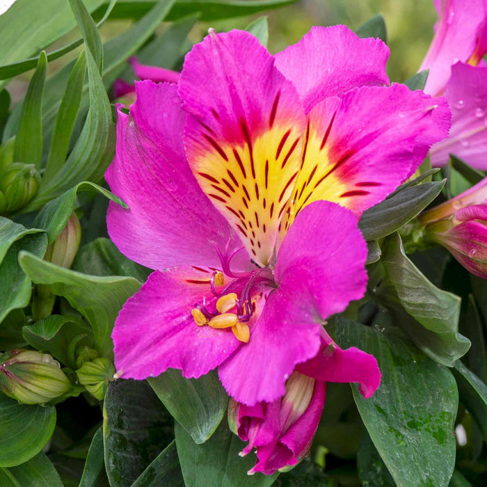 Alstroemeria 'Inticancha Sunstar'