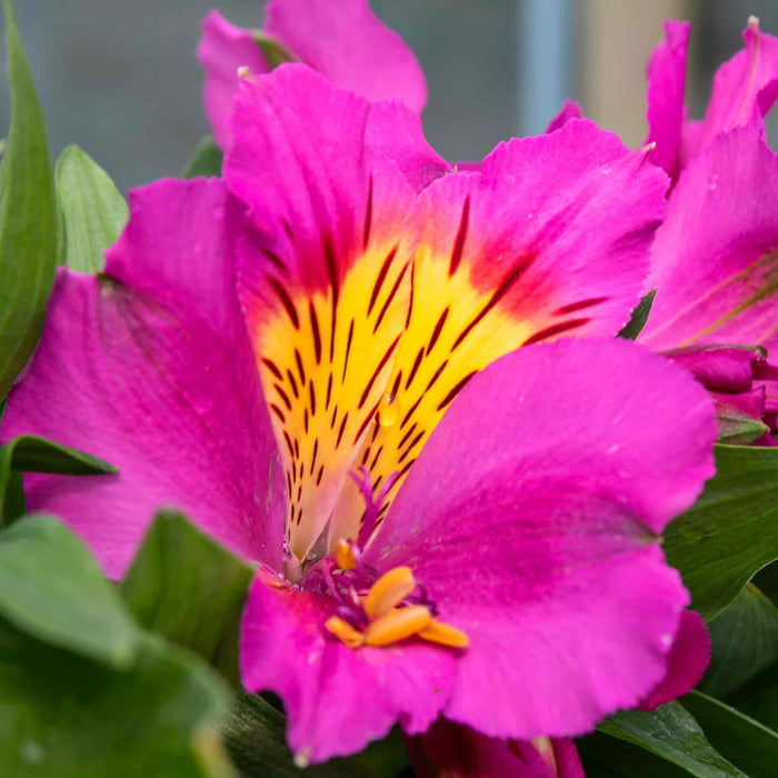 Alstroemeria 'Inticancha Sunstar'