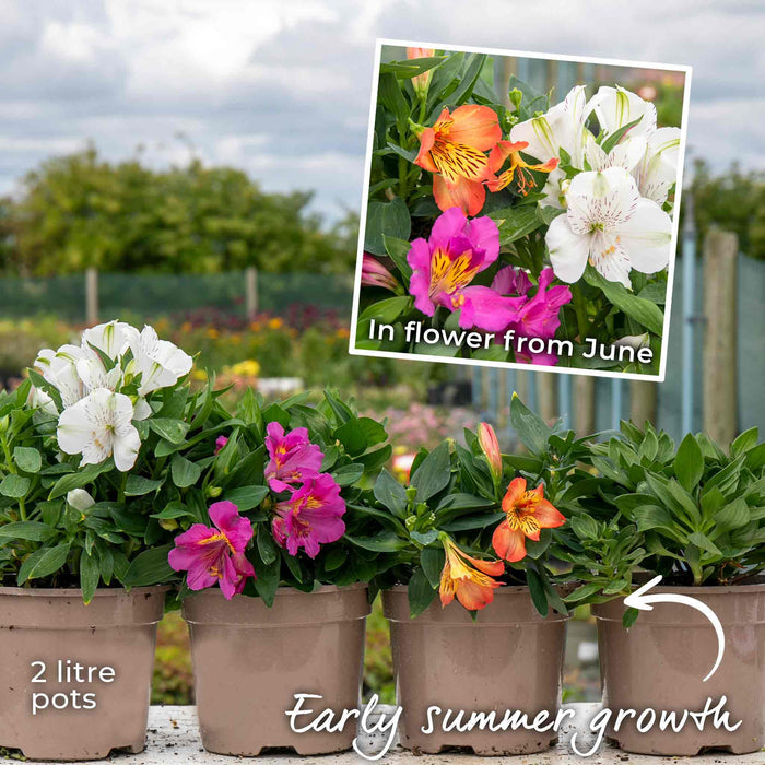 Alstroemeria 'Inticancha Sunstar'