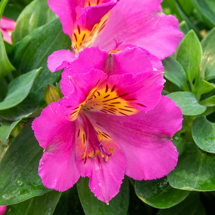 Alstroemeria 'Inticancha Sunstar'