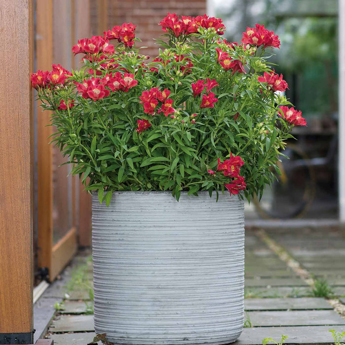 Alstroemeria 'Summer Pepper'