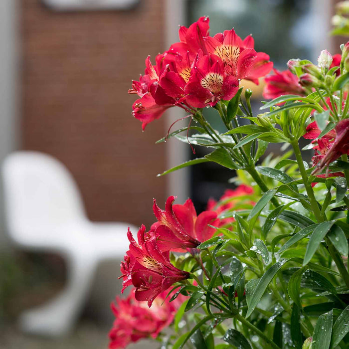 Alstroemeria 'Summer Pepper'