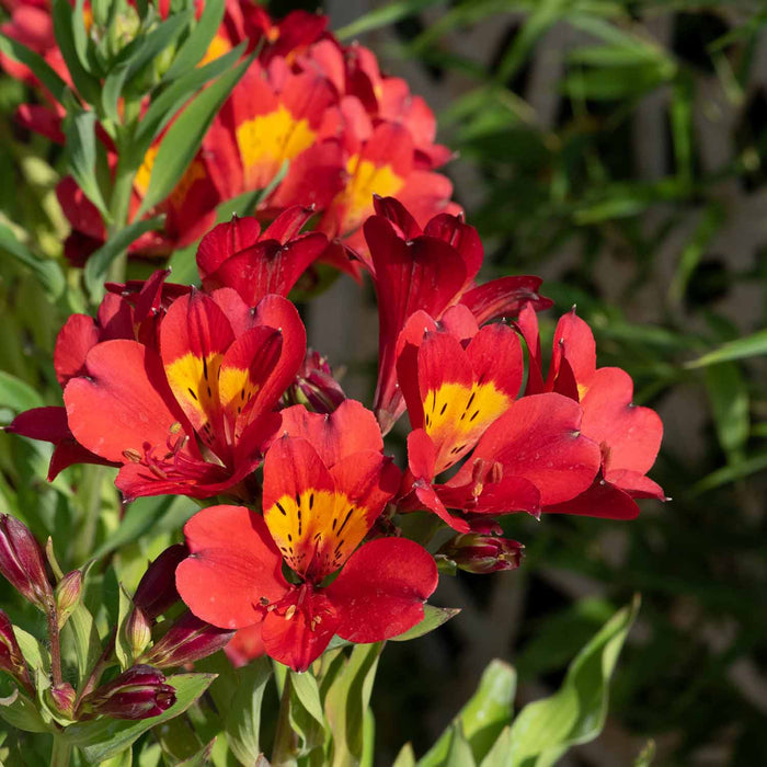Alstroemeria 'Summer Pepper'