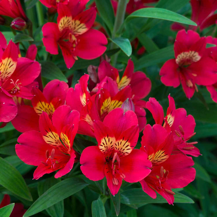 Alstroemeria 'Summer Pepper'