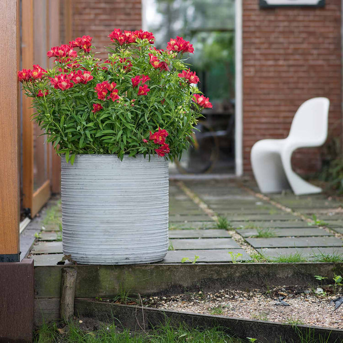 Alstroemeria Plant 'Summer Heat' - 3 x Garden Ready Plug Plants
