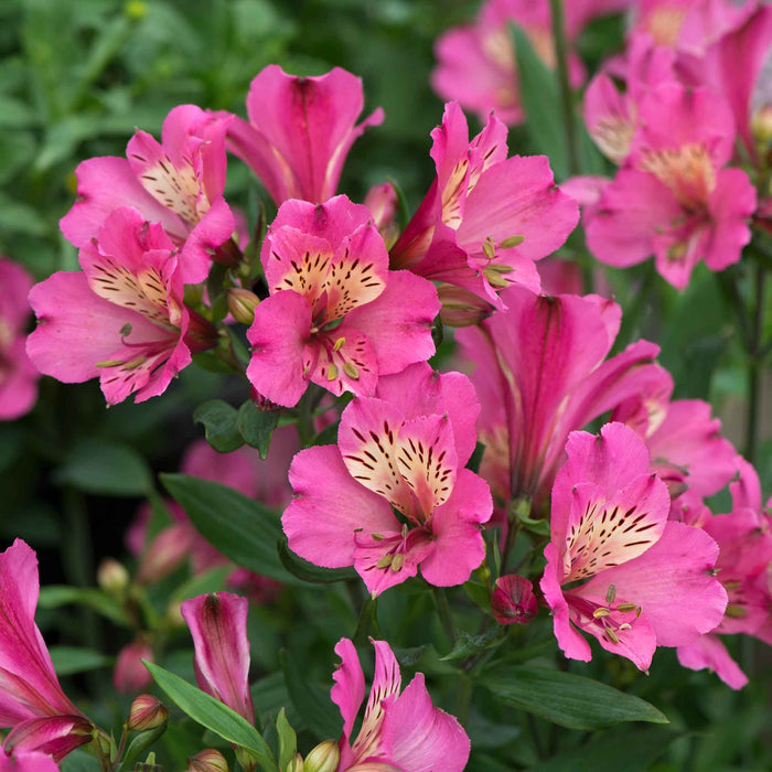 Alstroemeria 'Summer Saint'