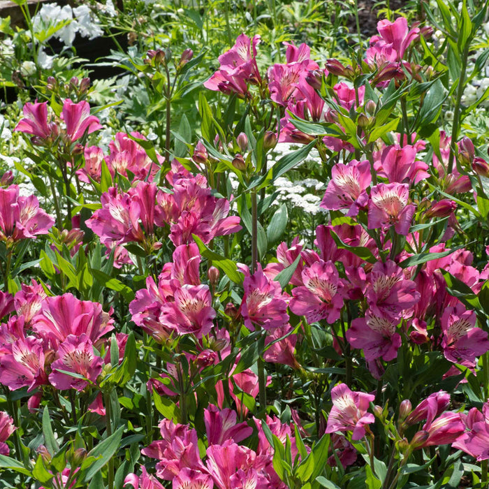 Alstroemeria 'Summer Saint'