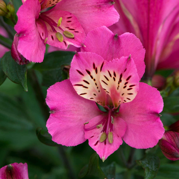 Alstroemeria 'Summer Saint'