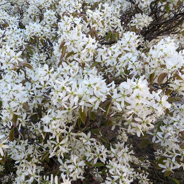 Amelanchier Lamarkii plant