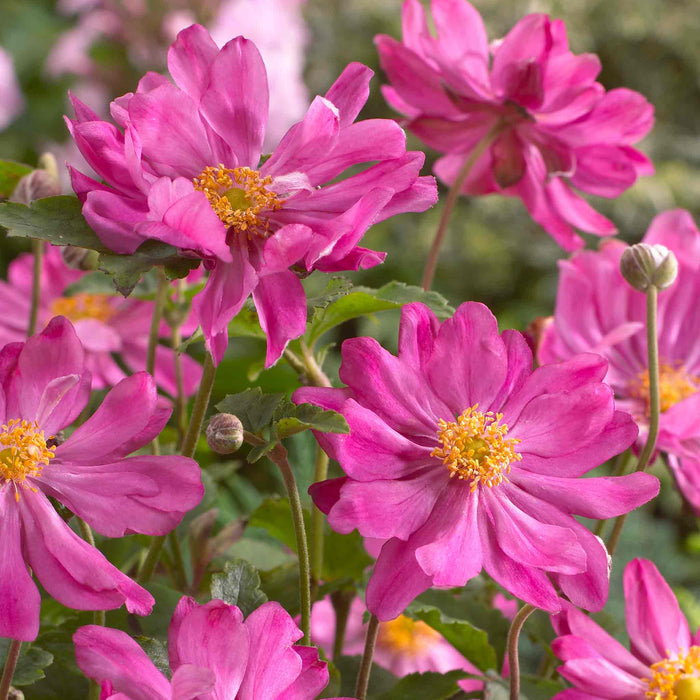 Anemone 'Prinze Heinrich'
