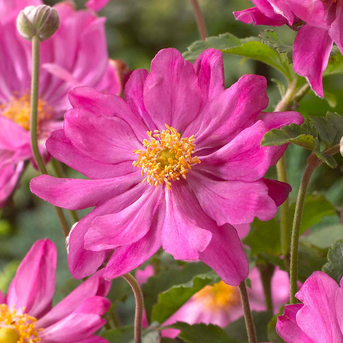 Anemone 'Prinze Heinrich'