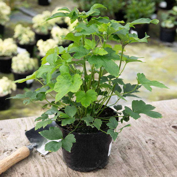 Anemone 'Prinze Heinrich'