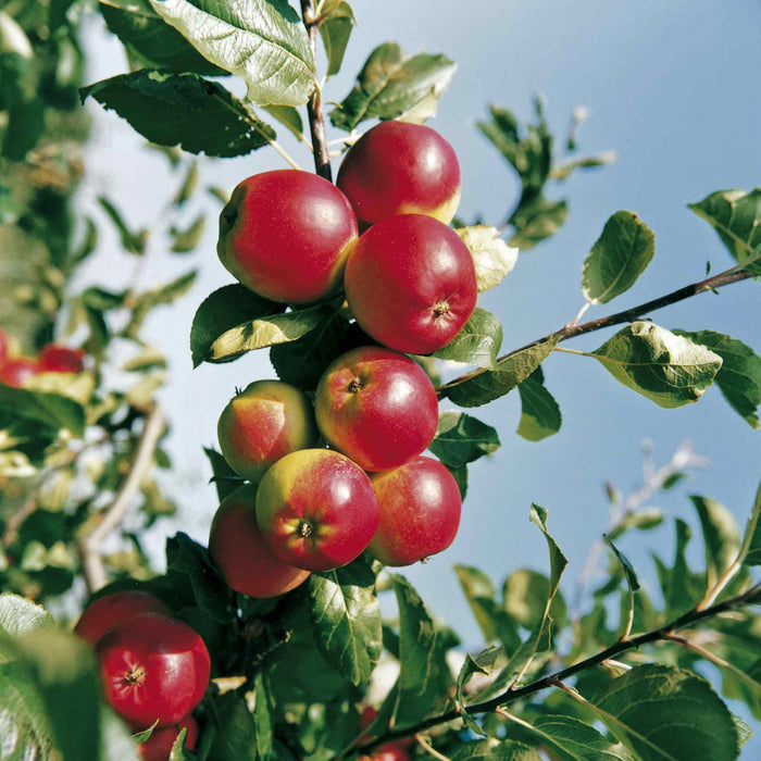 A branch of apple tree 'Red Falstaff' with multiple red fruits surrounded by green leaves against a blue sky.