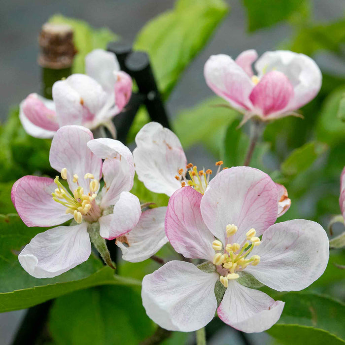 Close up of pink and white spring-time apple blossom with green leaves of plant in background.