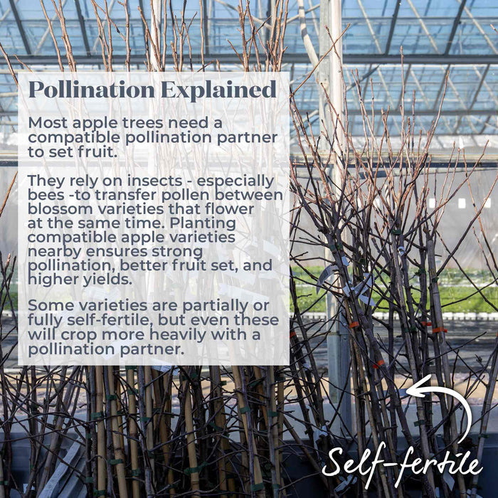 Text explaining pollination of apple trees with a background of bare trees and label to show these are a self-fertile variety.