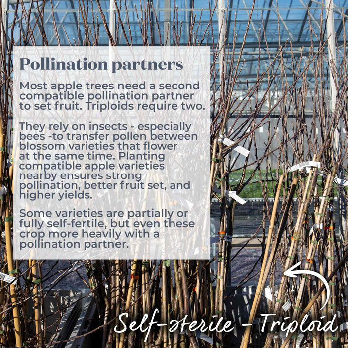 Bare root apple trees with text about pollination partners and showing this is a self-sterile triploid variety.