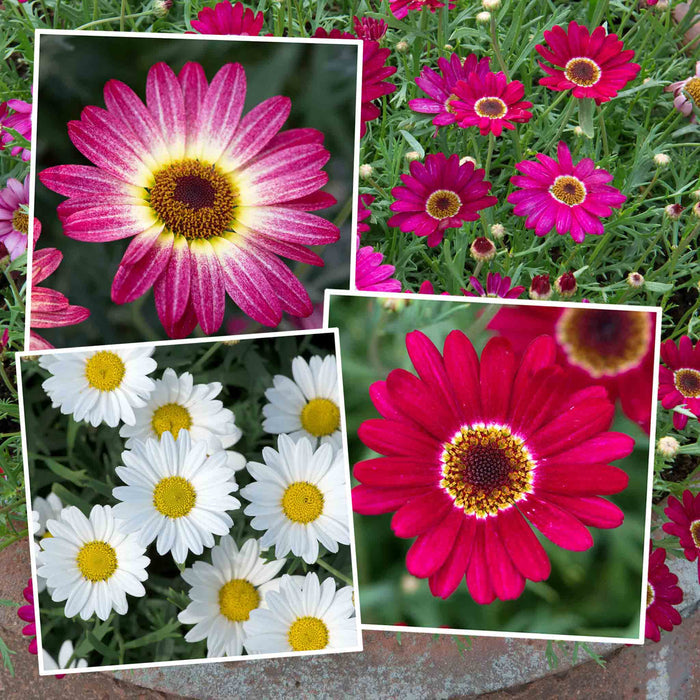 Argyranthemum Collection