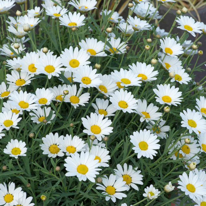 Argyranthemum Collection
