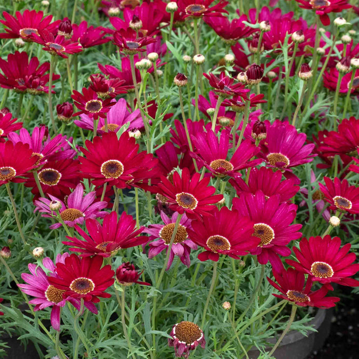 Argyranthemum Collection