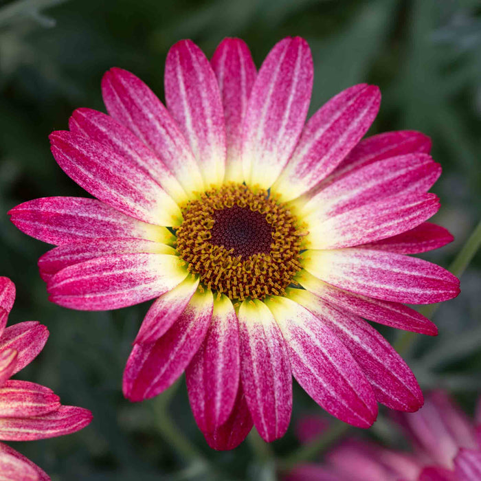 Argyranthemum Collection