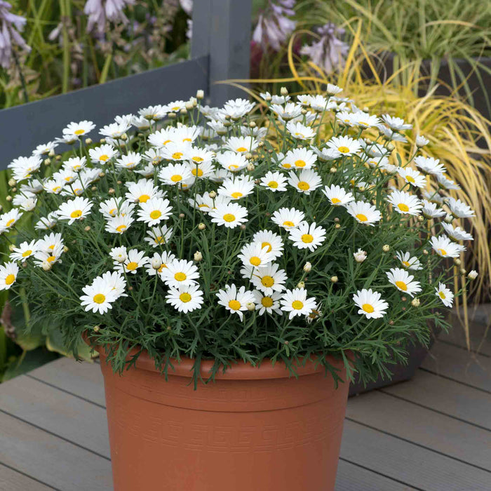 Argyranthemum Collection