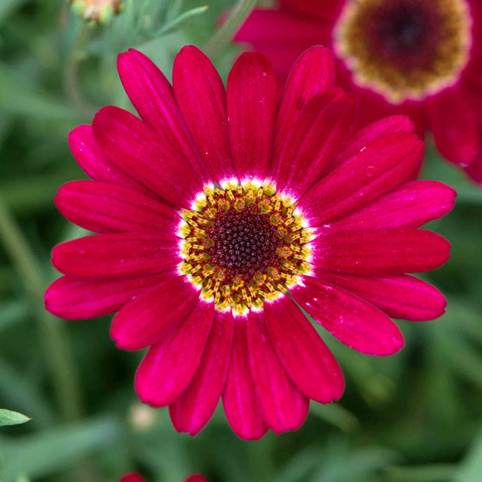 Argyranthemum Collection
