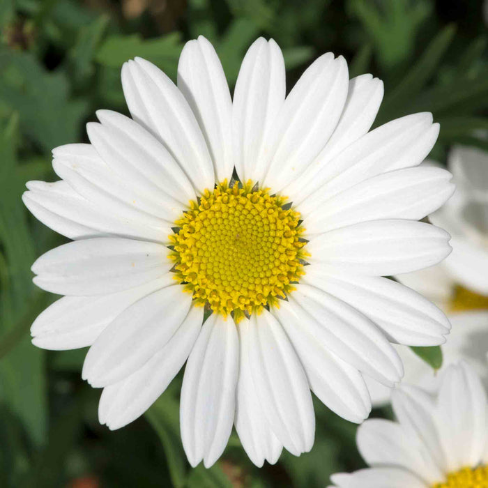 Argyranthemum Collection