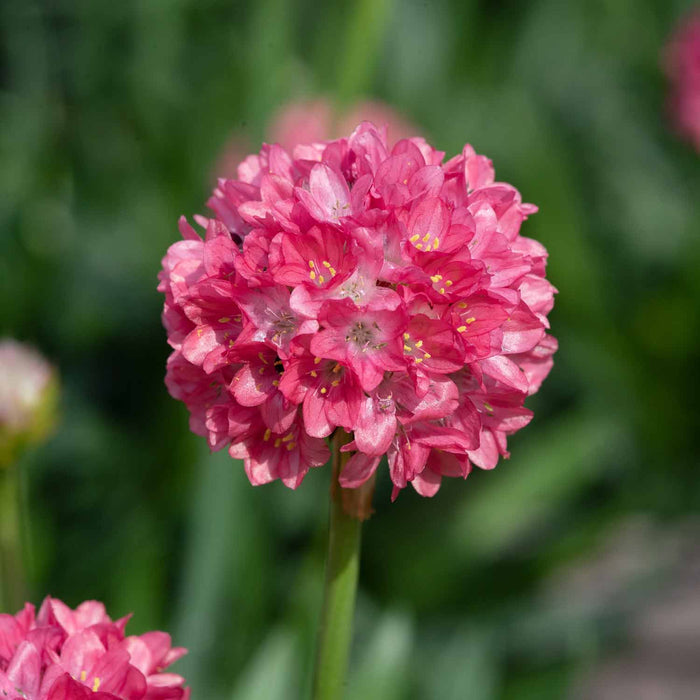 Armeria 'Dreameria Dreamland'