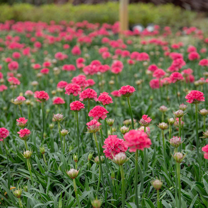 Armeria 'Dreameria Dreamland'