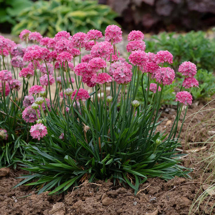 Armeria 'Dreameria Dreamland'