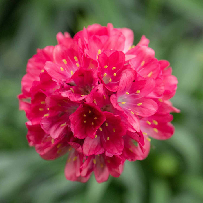 Armeria 'Dreameria Dreamland'