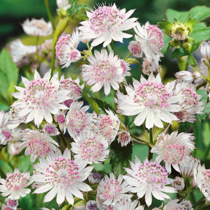 Astrantia 'Buckland'